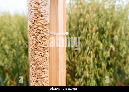 Sample of harvested common oat grain in plastic tube next to the cultivated crop field, selective focus Stock Photo