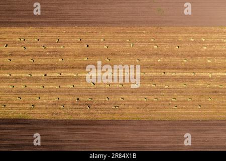 Top view of alfalfa lucerne hay bales in field, aerial shot from drone pov Stock Photo