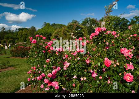 Elizabeth Park   Hartford, Connecticut, USA Stock Photo