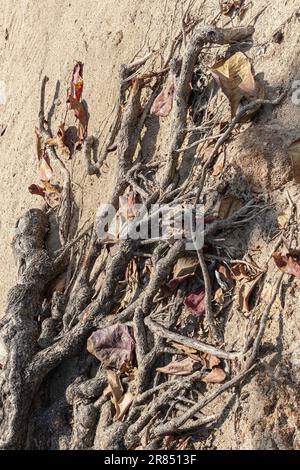 Roots of tree on sand, wood texture.Root of large Ficus, on sea coast full of dry leaves, in an urban beach with soft focus,copy space.Tree roots tang Stock Photo