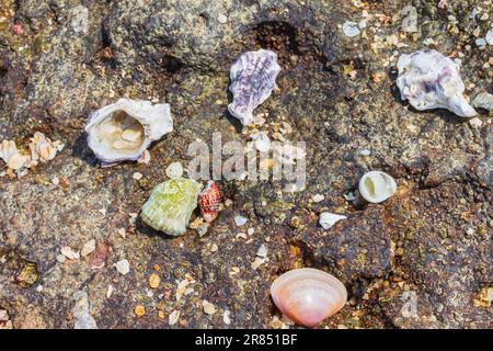 Texture of marine shallow water sediments, bottom sediments, selective focus. various shells on beach, tropical sea.Sea stones and shells close-up. Ba Stock Photo