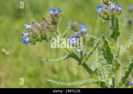 Bugloss, Anchusa arvensis, Lycopsis arvensis, small bugloss, annual bugloss, May, Sussex. Stock Photo