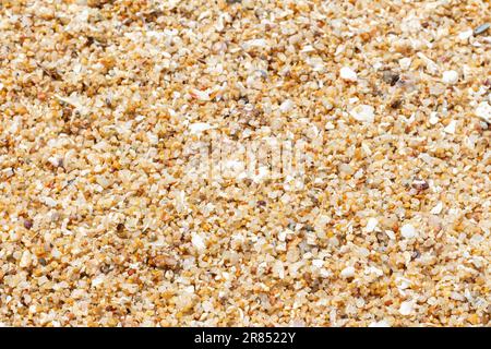 abstract background of shell conch fragments, vacation concept. Sandy beach for background. Natural sand on beach as background, selective focus, copy Stock Photo