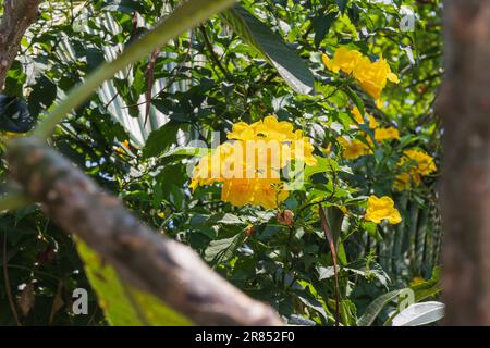 Silver trumpet tree,Tree of gold,Paraguayan silver trumpet tree,Tabebuia aurea in Thailand garden surrounded by greenery, selective focus, copy space. Stock Photo