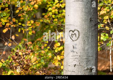 Act of love on a beech tree during the fall season with beautiful intense autumn colours Stock Photo
