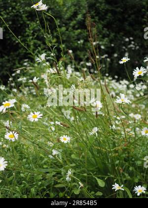Ox-eye daisies or Shasta daisies (Leucanthemum vulgare) growing in a British wild flower meadow in summer Stock Photo