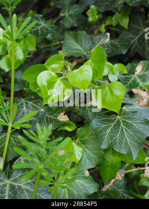A background of bright vivd green young ivy leaves shining in the undergrowth of an evergreen English hedgerow close up Stock Photo