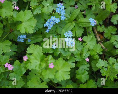 A carpet of tiny British wildflowers including blue forget-me-nots and fresh, green spring foliage under a hedgerow or in a wildlife garden Stock Photo