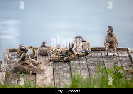 Family of young, wild mandarin ducks (Aix galericulata) sitting together by water with their mother. Stock Photo