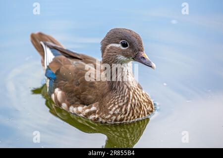 Young mandarin duck Stock Photo