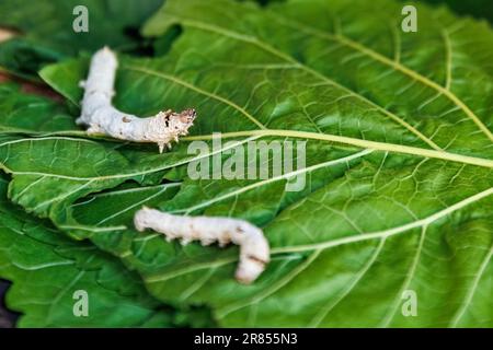 Close up view of Bombyx mori or silkworms eating mulberry green leaves, silk cocoon harvest and process Stock Photo