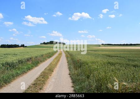 Dirt Road through grain fields Stock Photo