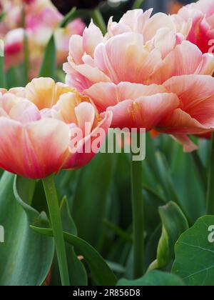 Close up of Tulip 'Copper Image' flower showing their strong stems and pinky orange double peony-like flowers with multicoloured petals Stock Photo