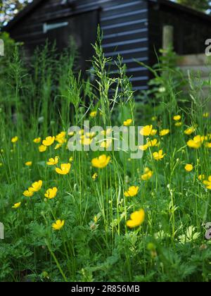 Creeping Buttercups (Ranunculus repens) in grassy field Stock Photo - Alamy