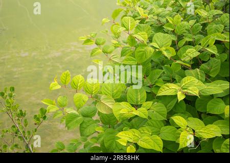 Japanese knotweed, Reynoutria japonica, growing along the river bank in the town of Carmarthen, Wales, UK Stock Photo