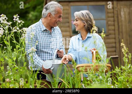 Senior Couple In Garden At Home Working On Raised Vegetable Beds Together Stock Photo