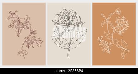 Set of Honeysuckle, June birth month flower vector Stock Vector