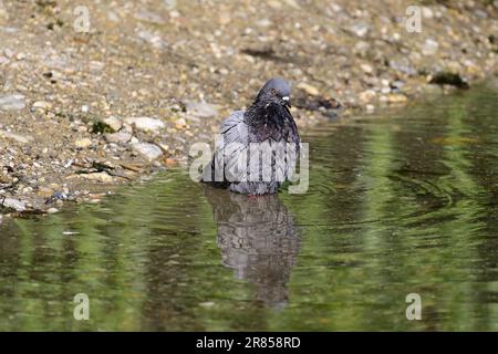 Vienna, Austria. City pigeon  (Columba livia forma domestica) bathing Stock Photo