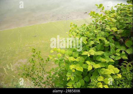 Japanese knotweed, Reynoutria japonica, growing along the river bank in the town of Carmarthen, Wales, UK Stock Photo