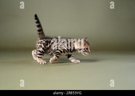 side view of cute bengal kitten walking on green studio background with copy space Stock Photo