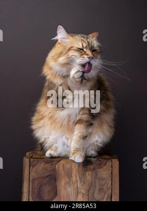 siberian cat sitting on wooden table grooming licking paw. studio shot on brown background Stock Photo