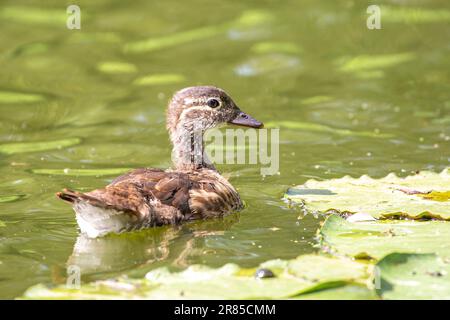 Young mandarin duck Stock Photo