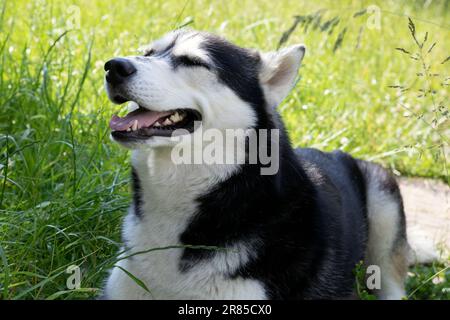 Photo Siberian Husky sticking out his tongue and lying on the grass Stock Photo