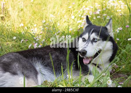 Large dog with its tongue sticking out Stock Photo - Alamy