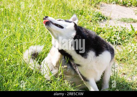 Photo Siberian Husky lies on the ground and sticks out his tongue Stock Photo