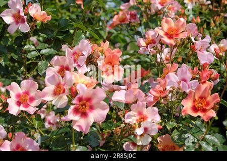 Rosa 'For Your Eyes Only' in flower. Stock Photo