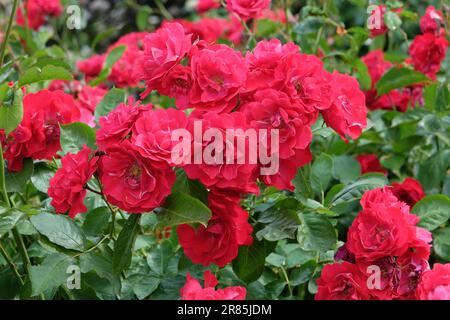Rosa 'Will Scarlet' in flower. Stock Photo
