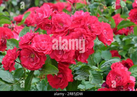 Rosa 'Will Scarlet' in flower. Stock Photo