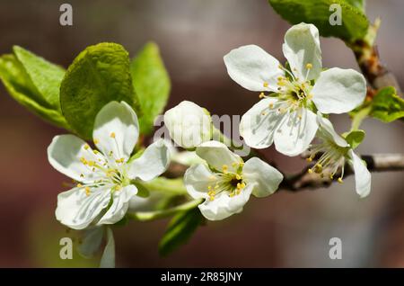 Twig of blossoming plum tree in fruit garden in spring. Stock Photo