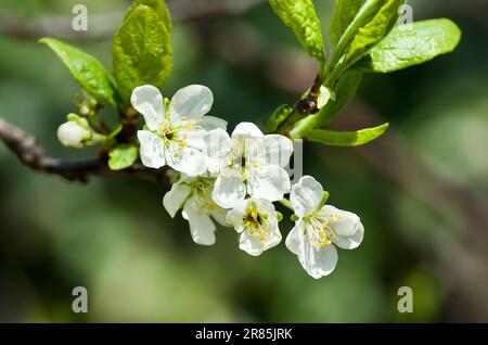 Twig of blossoming plum tree in fruit garden in spring. Stock Photo