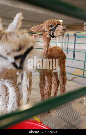 A vertical shot of two Huacaya alpacas wearing black halters standing in their enclosure Stock Photo