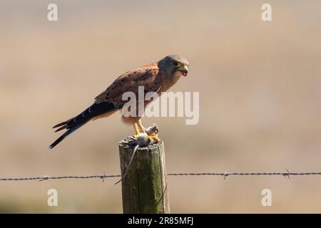 Rock Kestrel (Falco rupicolus) with rodent prey perched on rural fence pole, West Coast, Western Cape, South Africa Stock Photo