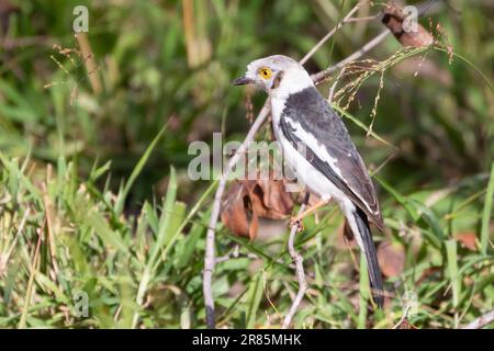 White-crested Helmetshrike  (Prionops plumatus), Limpopo, South Africa Stock Photo