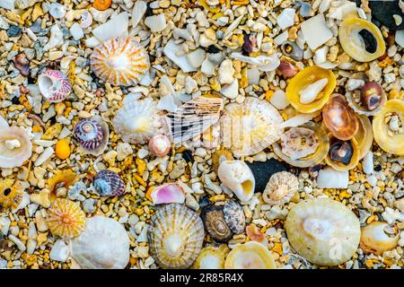 shells and corals on a coral beach on Mull, Scotland Stock Photo