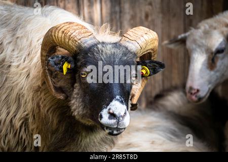 Portrait of a male black and white Skudde sheep with horns. Stock Photo