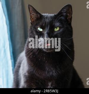 Black cat with a grumpy attitude Stock Photo