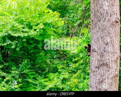 American Black Bear in New Jersey.  Mother bear and cub eating bird seed in the woods Stock Photo