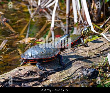 Painted Turtle couple resting on a log with moss in the pond enjoying their environment and habitat surrounding while sunbathing. Turtle Picture. Stock Photo