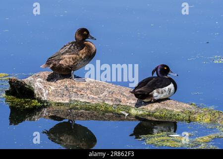 Tufted duck / tufted pochard (Aythya fuligula) pair resting on fallen tree trunk in water of pond in spring Stock Photo