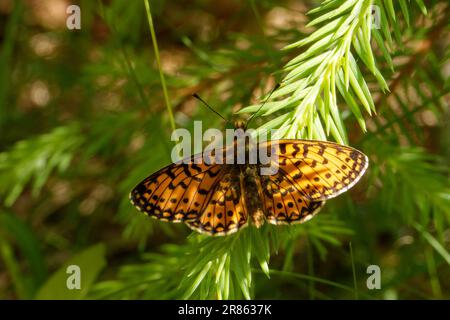 Boloria selene, known in Europe as the small pearl-bordered fritillary Stock Photo