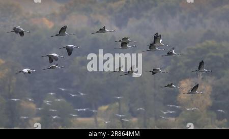 Groups of Common Crane (Grus grus) birds on migration in feeding habitat on German Countryside in October. Germany Stock Photo