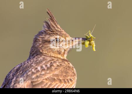 Crested lark (Galerida cristata) in breeding season with beak full of insect prey to feed chicks. Bird nesting indication of European species. Lesbos, Stock Photo