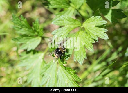 Resting Narcissus Blub Fly (Merodon equestris) Stock Photo