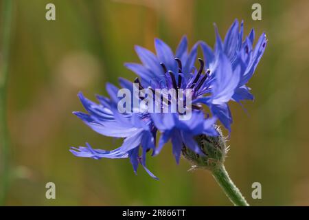 single cornflower in the meadow Stock Photo