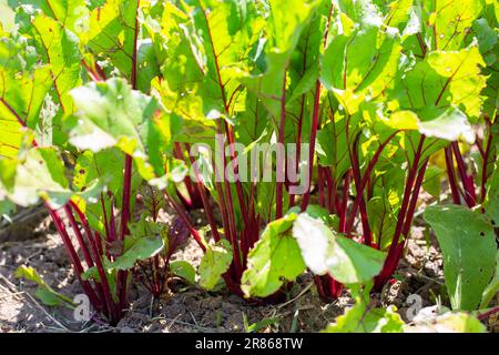 garden bed with growing green tops of beets on a summer sunny day. Growing vegetables in the garden. Stock Photo