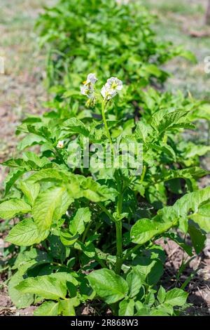 garden bed with growing green flowering tops of potatoes on a summer sunny day. Growing vegetables in the garden. Stock Photo